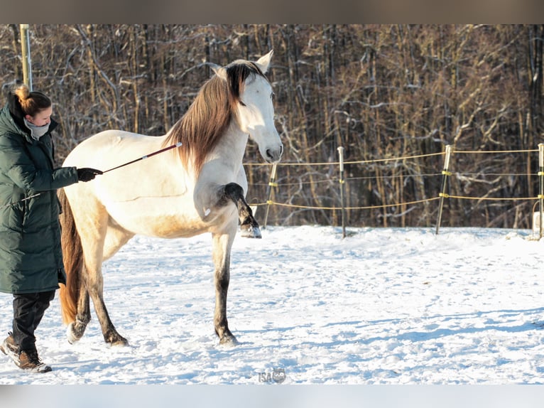 PRE Gelding 7 years 15,2 hh Buckskin in Rastorf