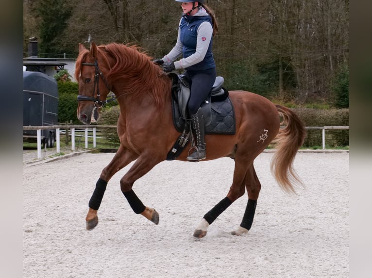 PRE Mix Gelding 7 years 15,2 hh Chestnut-Red in Neustadt (Wied)
