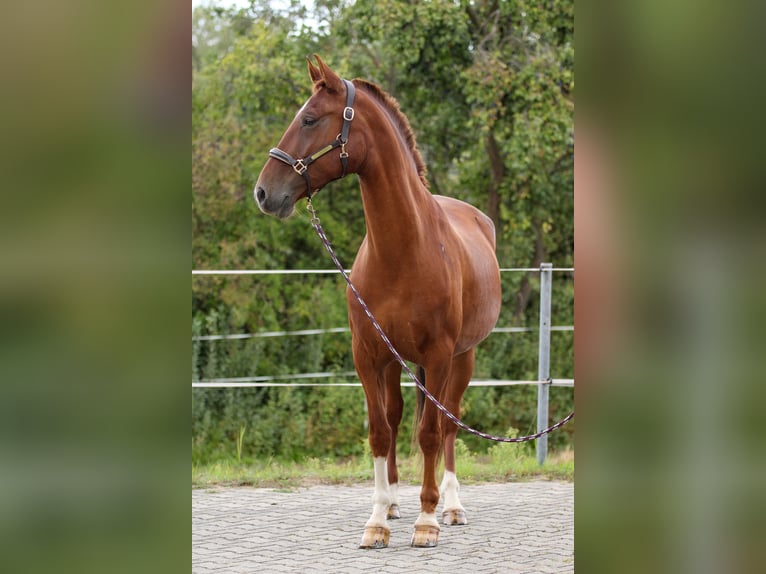 PRE Mix Gelding 7 years 15,2 hh Chestnut-Red in Bautzen