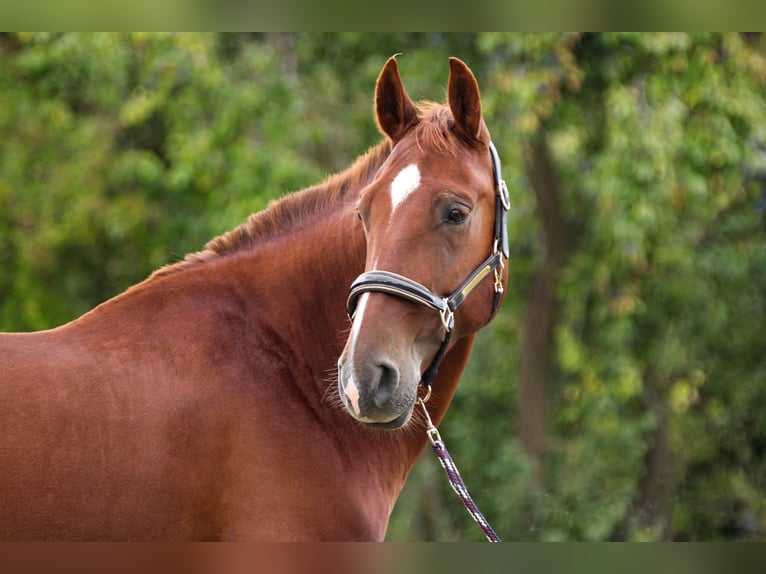 PRE Gelding 7 years 15,2 hh Chestnut-Red in Bautzen