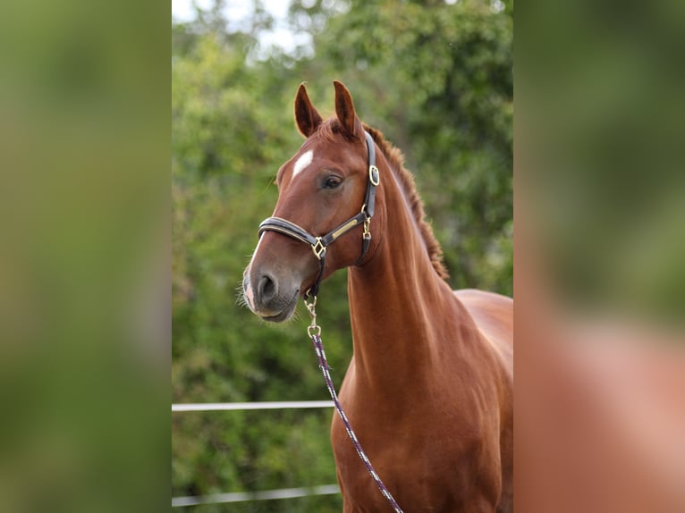 PRE Gelding 7 years 15,2 hh Chestnut-Red in Bautzen