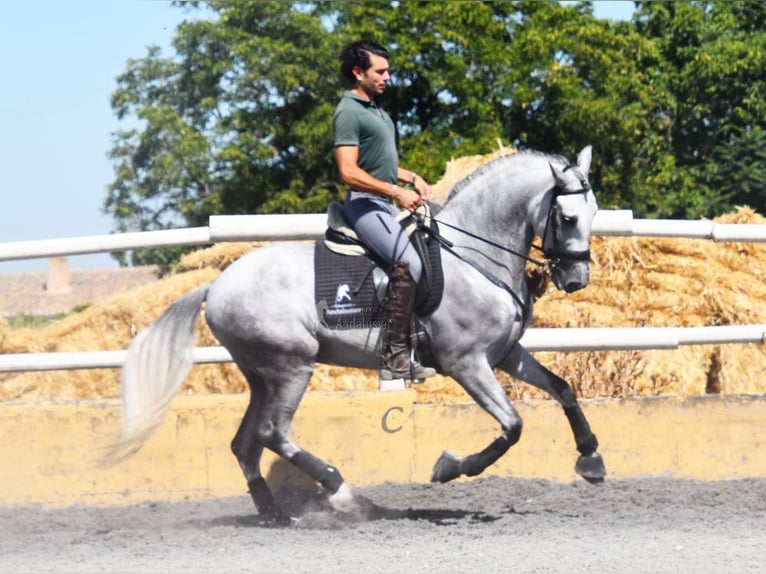 PRE Gelding 7 years 15,2 hh Grey in Provinz Granada