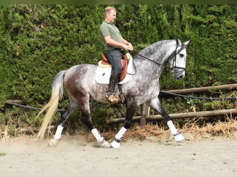 PRE Gelding 7 years 15,2 hh Grey in Provinz Malaga