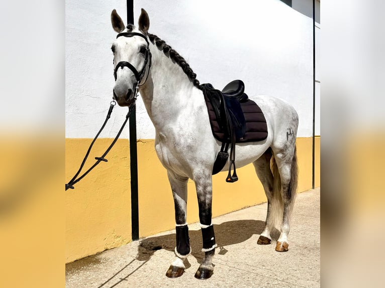 PRE Gelding 7 years 15,2 hh Grey in Jerez
