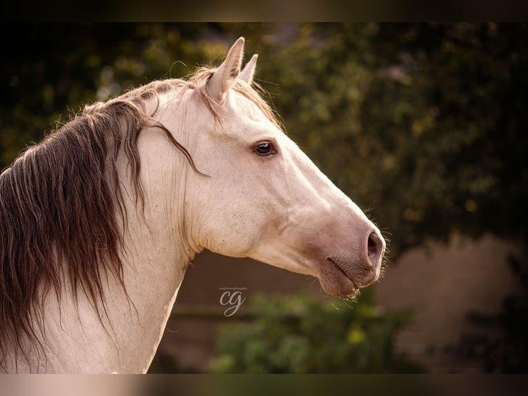 PRE Gelding 7 years 15,2 hh Pearl in Kubschütz