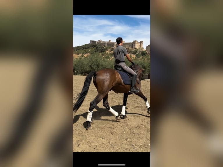 PRE Mix Gelding 7 years 15,3 hh Brown in Santa Olalla Del Cala