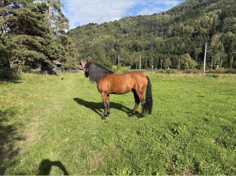 PRE Mix Gelding 7 years 15,3 hh Brown in Ötztal-Bahnhof