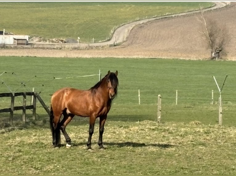 PRE Mix Gelding 7 years 15,3 hh Brown in Ötztal-Bahnhof