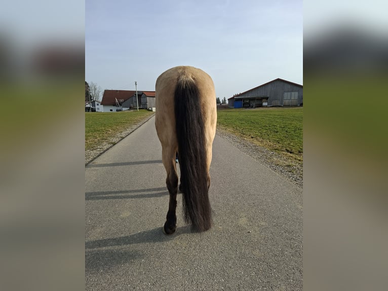 PRE Mix Gelding 7 years 15,3 hh Dun in Kempten