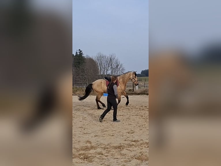 PRE Mix Gelding 7 years 15,3 hh Dun in Kempten