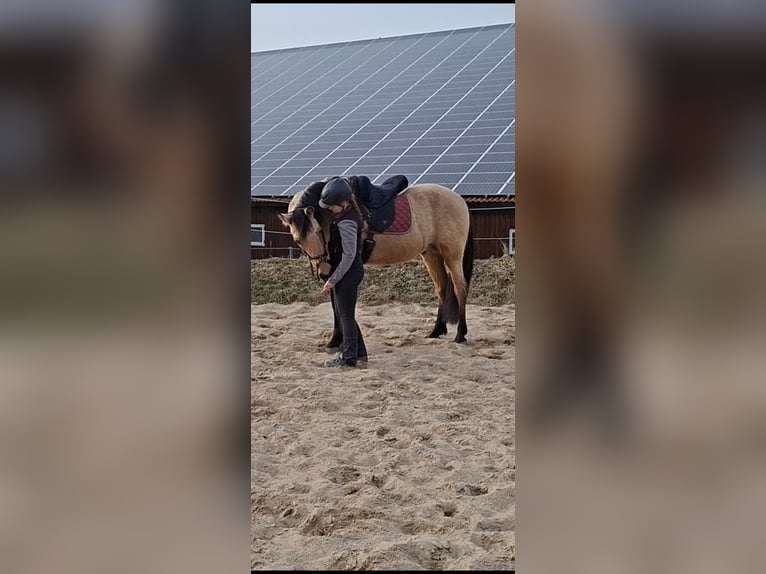 PRE Mix Gelding 7 years 15,3 hh Dun in Kempten