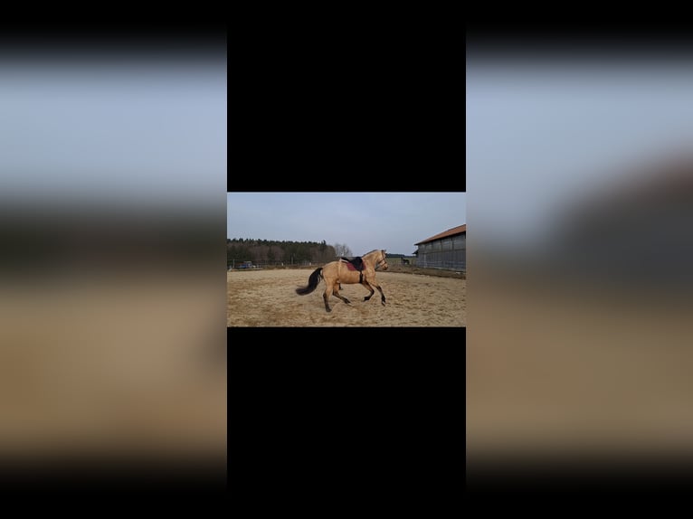 PRE Mix Gelding 7 years 15,3 hh Dun in Kempten