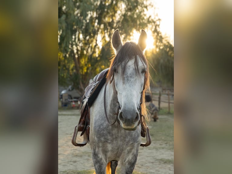 PRE Mix Gelding 7 years 15,3 hh Grey in Castello D&#x27;Empuries
