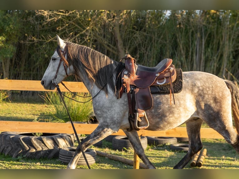 PRE Mix Gelding 7 years 15,3 hh Grey in Castello D&#x27;Empuries