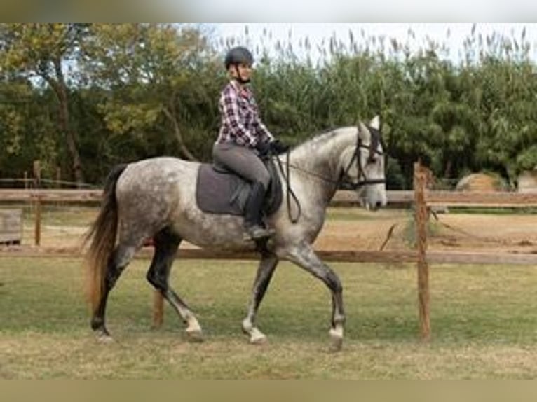 PRE Mix Gelding 7 years 15,3 hh Grey in Castello D&#x27;Empuries