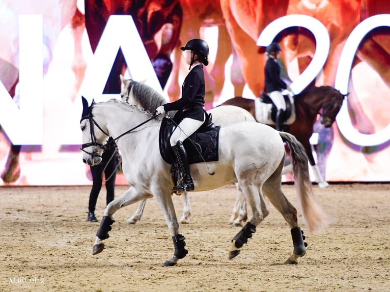 PRE Mix Gelding 7 years 15,3 hh Grey in Schalksm&#xFC;hle