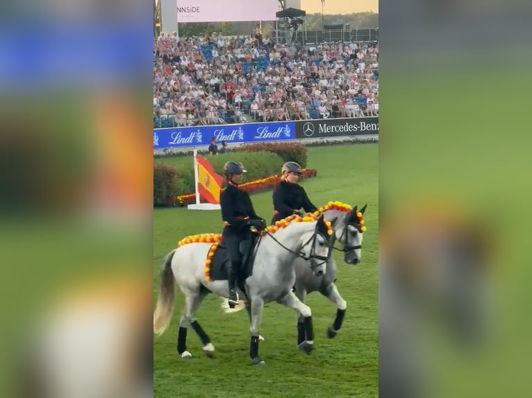 PRE Mix Gelding 7 years 15,3 hh Grey in Schalksm&#xFC;hle