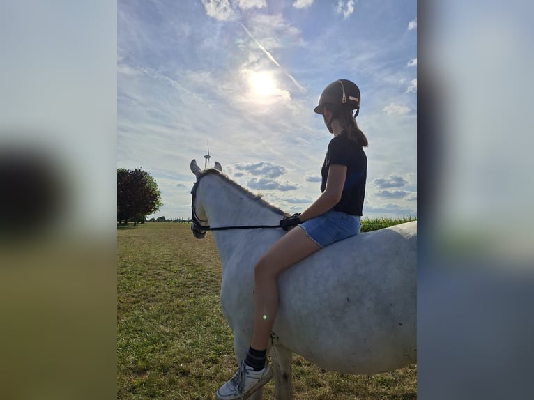 PRE Mix Gelding 7 years 15,3 hh Grey in Schalksm&#xFC;hle