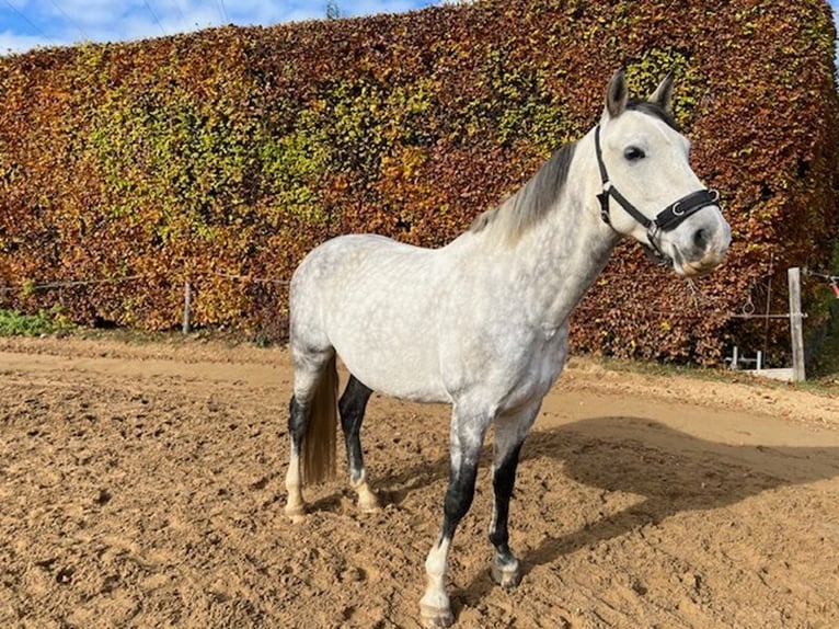 PRE Mix Gelding 7 years 15,3 hh Grey-Fleabitten in Buchloe