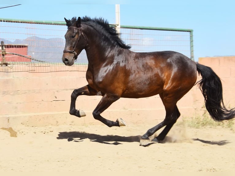 PRE Gelding 7 years 16.1 hh Bay-Dark in Provinz Malaga