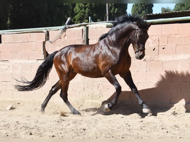 PRE Gelding 7 years 16.1 hh Bay-Dark in Provinz Malaga