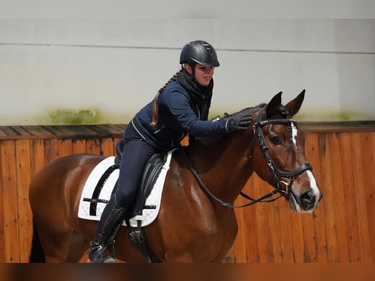 PRE Mix Gelding 7 years 16,1 hh Bay in Heuvelland