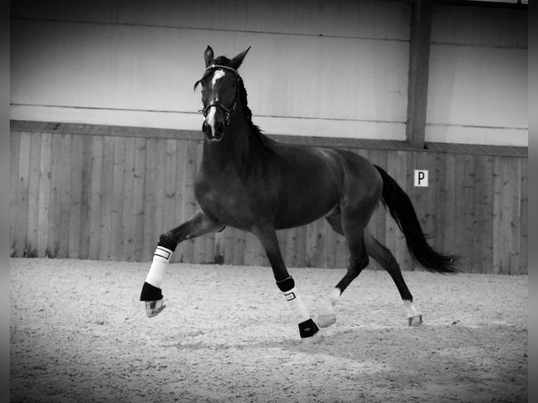 PRE Mix Gelding 7 years 16,1 hh Bay in Heuvelland