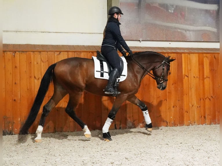 PRE Mix Gelding 7 years 16,1 hh Bay in Heuvelland