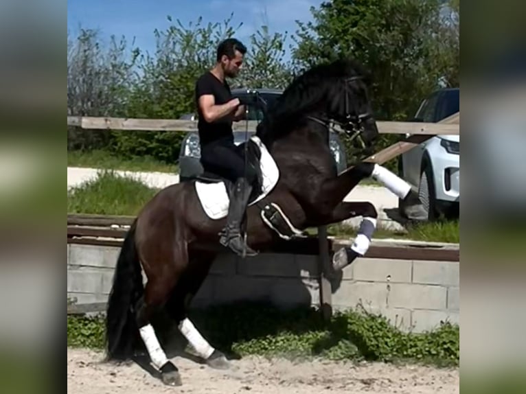 PRE Gelding 7 years 16,1 hh Black in Marsciano