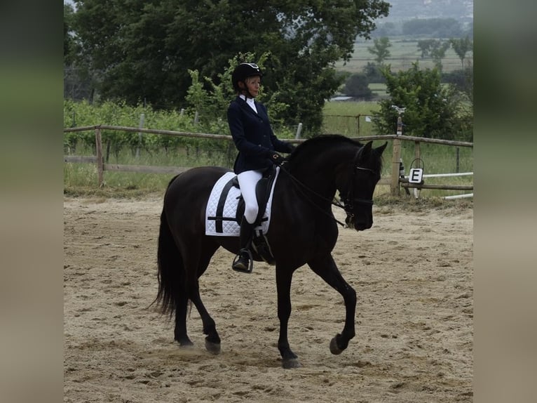 PRE Gelding 7 years 16,1 hh Black in Marsciano