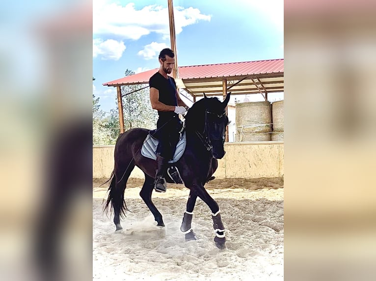 PRE Gelding 7 years 16,1 hh Black in Marsciano