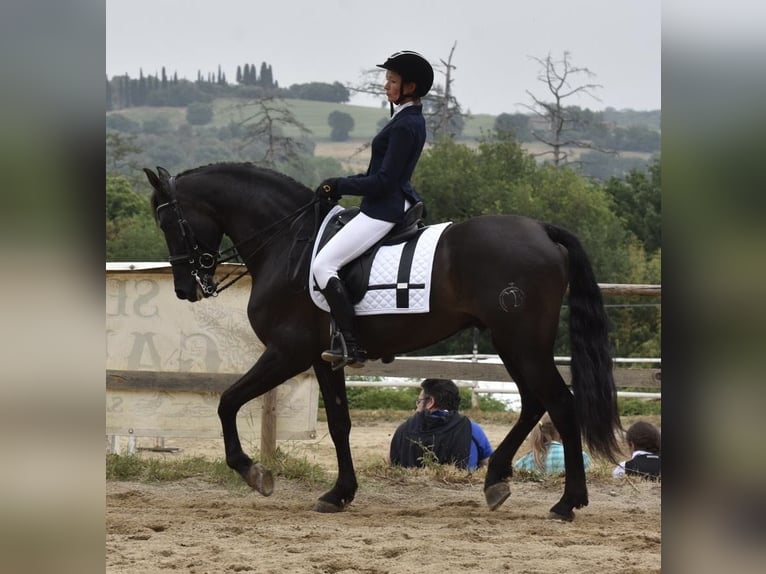 PRE Gelding 7 years 16,1 hh Black in Marsciano