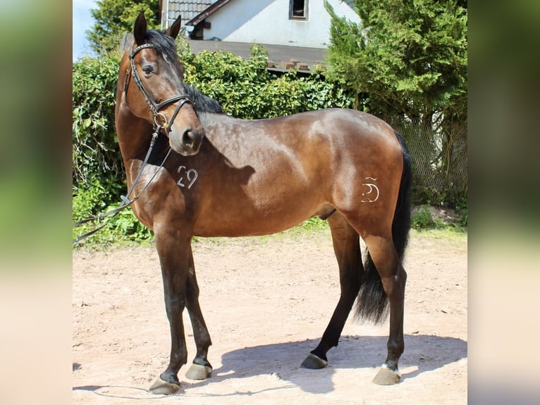 PRE Gelding 7 years 16,1 hh Brown in Sonnefeld