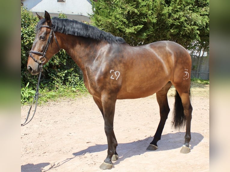 PRE Gelding 7 years 16,1 hh Brown in Sonnefeld