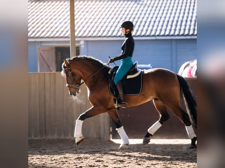 PRE Gelding 7 years 16.1 hh Brown in 's-Gravenhage
