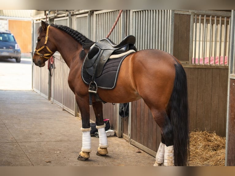 PRE Gelding 7 years 16.1 hh Brown in 's-Gravenhage