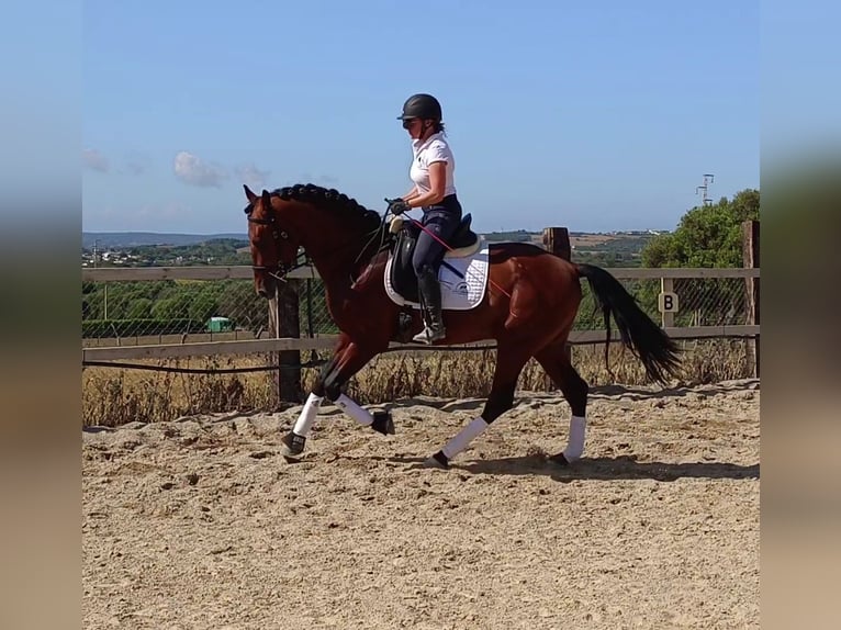 PRE Gelding 7 years 16.1 hh Brown in Vejer de la Frontera