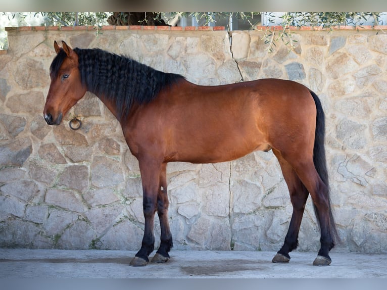 PRE Gelding 7 years 16.1 hh Brown in Vejer de la Frontera