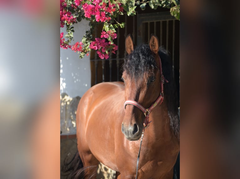 PRE Gelding 7 years 16.1 hh Brown in Vejer de la Frontera