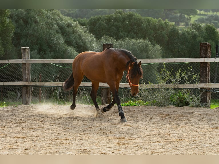 PRE Gelding 7 years 16.1 hh Brown in Vejer de la Frontera