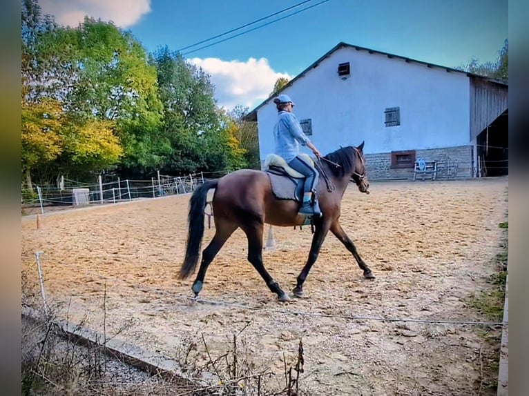 PRE Gelding 7 years 16.1 hh Brown in Ahorn