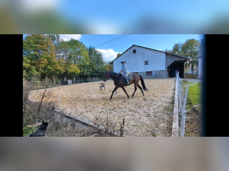 PRE Gelding 7 years 16.1 hh Brown in Ahorn
