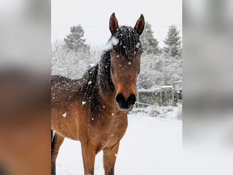 PRE Gelding 7 years 16.1 hh Brown in Ahorn