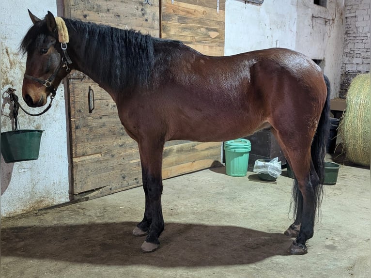 PRE Gelding 7 years 16.1 hh Brown in Ahorn