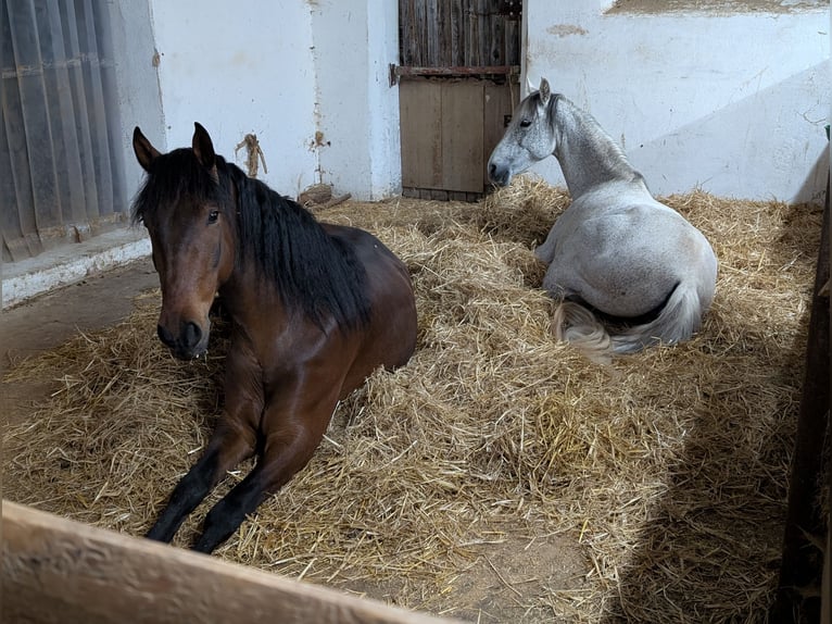 PRE Gelding 7 years 16.1 hh Brown in Ahorn