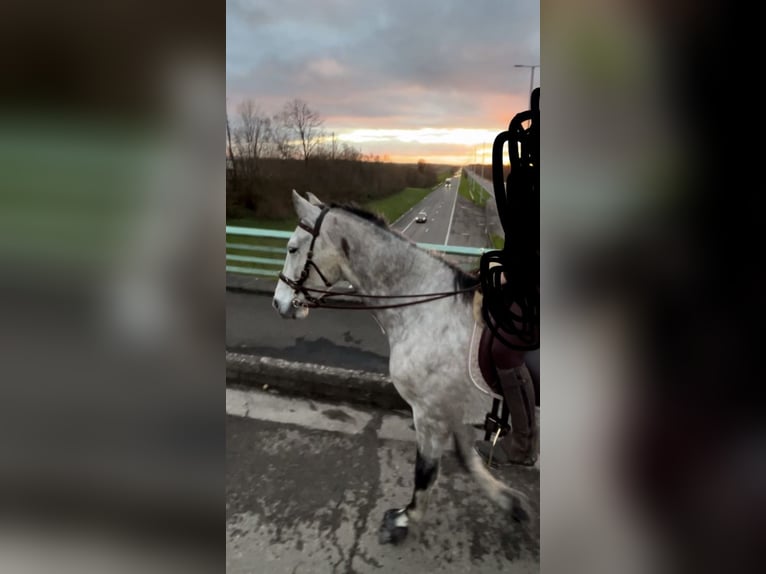 PRE Gelding 7 years 16,1 hh Gray-Dapple in Walhorn