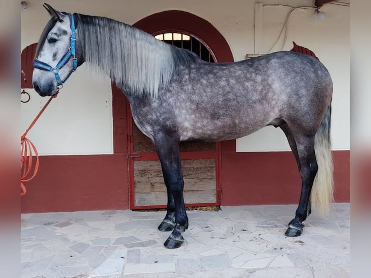 PRE Mix Gelding 7 years 16,1 hh Gray in ALICANTE