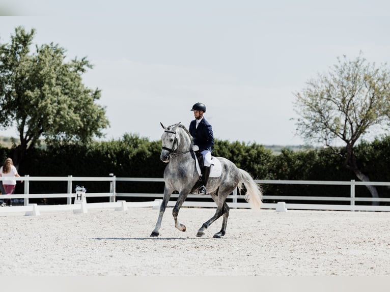 PRE Gelding 7 years 16,1 hh Gray in Chiclana de Segura