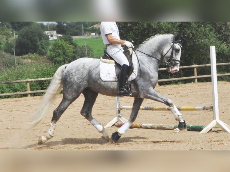 PRE Mix Gelding 7 years 16,1 hh Gray in NAVAS DEL MADRONO