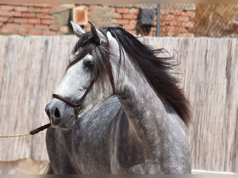 PRE Gelding 7 years 16,1 hh Gray in Provinz Malaga